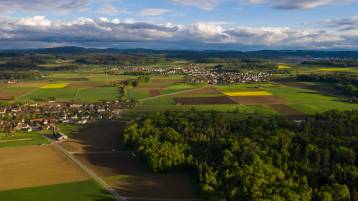 Asiatische Hornisse - bei Verdacht melden